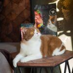 Сухой корм для кошек с чувствительным пищеварением Savory со свежим мясом ягненка и индейки 2кг - Image 4