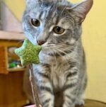 Игрушка для кошек Catnip Matatabi Stick — изображение 2