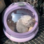 Контейнер-переноска и лежак 2в1 для домашних животных (кошек, собак, кроликов) - Image 2